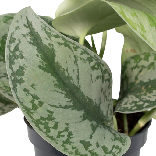 Pothos Scindapsus Pictus Epipremnum H15Cm