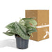 Pothos Scindapsus Pictus Epipremnum H15Cm