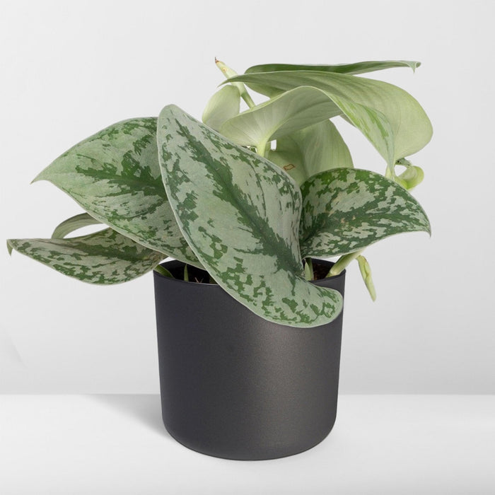 Pothos Scindapsus Pictus Epipremnum H15Cm