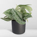 Pothos Scindapsus Pictus Epipremnum H15Cm