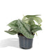 Pothos Scindapsus Pictus Epipremnum H15Cm