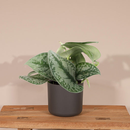 Pothos Scindapsus Pictus Epipremnum H15Cm