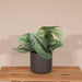 Pothos Scindapsus Pictus Epipremnum H15Cm