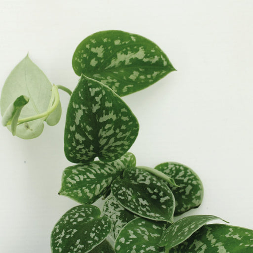Pothos Scindapsus Pictus Epipremnum H25Cm