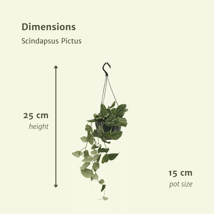 Pothos Scindapsus Pictus Epipremnum H25Cm