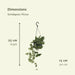 Pothos Scindapsus Pictus Epipremnum H25Cm