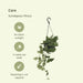 Pothos Scindapsus Pictus Epipremnum H25Cm