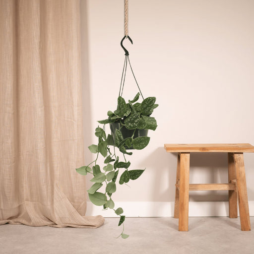 Pothos Scindapsus Pictus Epipremnum H25Cm