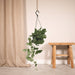 Pothos Scindapsus Pictus Epipremnum H25Cm