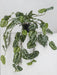 Pothos Silver - Kunstig Hængeplante