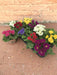 Primrose Barok Mix D11Cm H15Cm