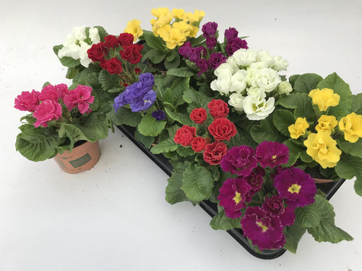 Primrose Barok Mix D11Cm H15Cm