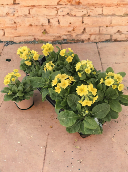 Primrose Citron D11Cm H18Cm