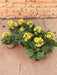 Primrose Citron D11Cm H18Cm