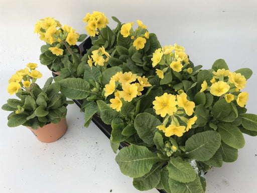 Primrose Citron D11Cm H18Cm