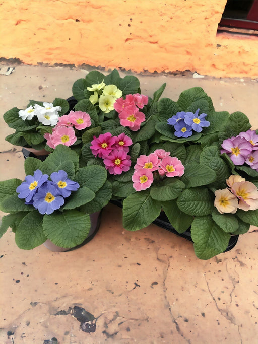 Farverig Primrose Mix H15Cm