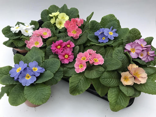 Farverig Primrose Mix H15Cm