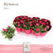 Pink Primrose D10,5Cm H25Cm