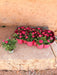 Pink Primrose D10,5Cm H25Cm