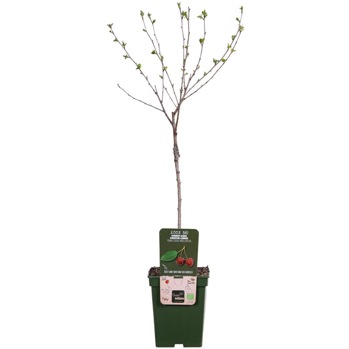 Blommetræ 'Morellenfeuer' - H100Cm, Ø23Cm - Stor Udendørs Plante