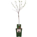 Blommetræ 'Morellenfeuer' - H100Cm, Ø23Cm - Stor Udendørs Plante