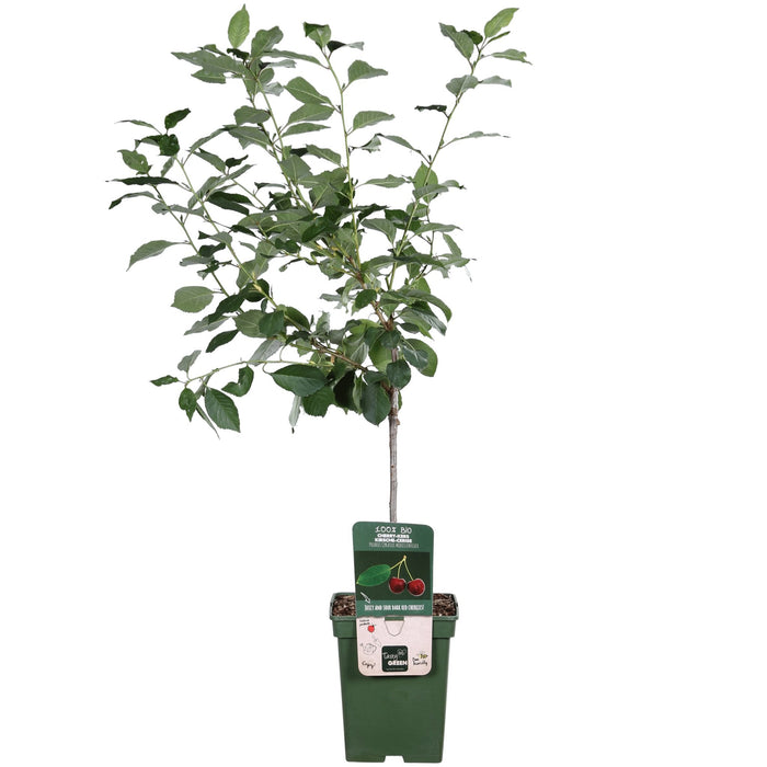 Blommetræ 'Morellenfeuer' - H100Cm, Ø23Cm - Stor Udendørs Plante
