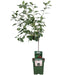 Blommetræ 'Morellenfeuer' - H100Cm, Ø23Cm - Stor Udendørs Plante