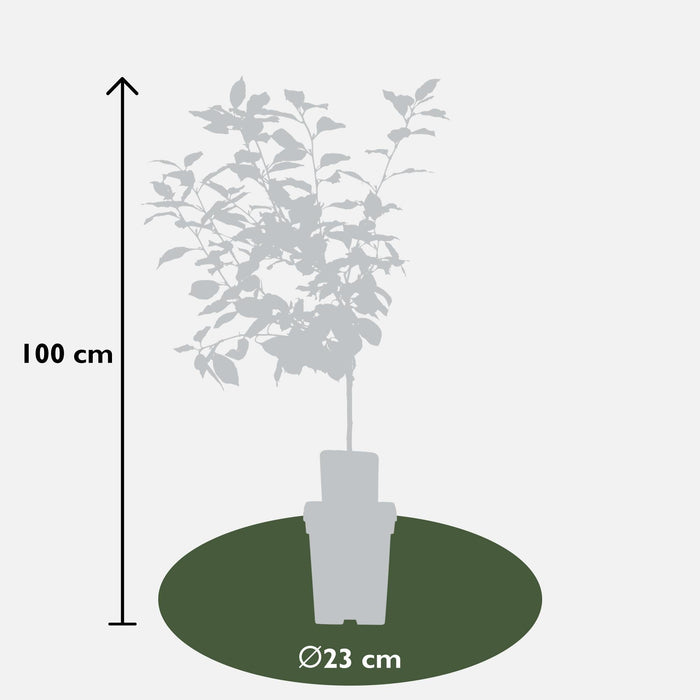 Blommetræ 'Morellenfeuer' - H100Cm, Ø23Cm - Stor Udendørs Plante