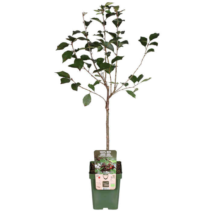 Blommetræ 'Morellenfeuer' - H100Cm, Ø23Cm - Stor Udendørs Plante