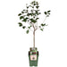 Blommetræ 'Morellenfeuer' - H100Cm, Ø23Cm - Stor Udendørs Plante