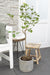 Blommetræ 'Morellenfeuer' - H100Cm, Ø23Cm - Stor Udendørs Plante