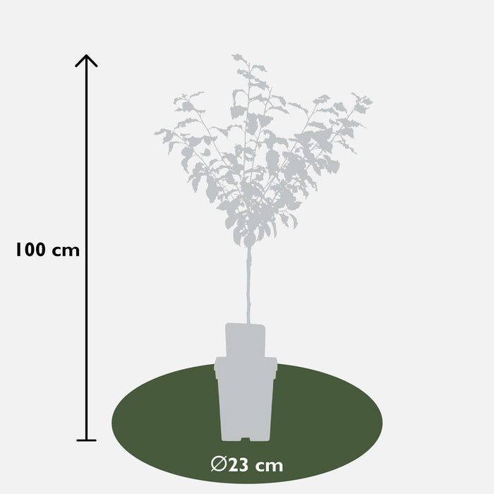 Blommetræ 'Reine Claude Verte' - H100Cm, Ø29Cm - Stor Udendørs Plante