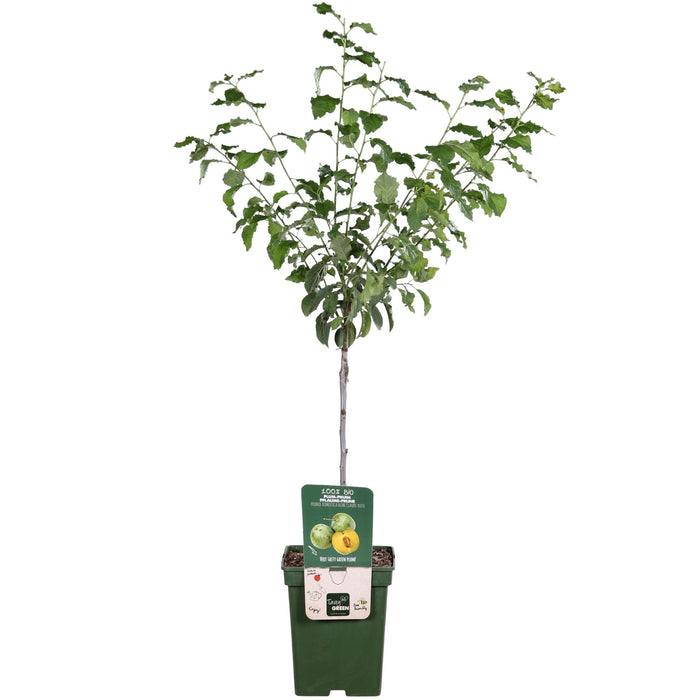 Blommetræ 'Reine Claude Verte' - H100Cm, Ø29Cm - Stor Udendørs Plante