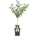 Blommetræ 'Reine Claude Verte' - H100Cm, Ø29Cm - Stor Udendørs Plante
