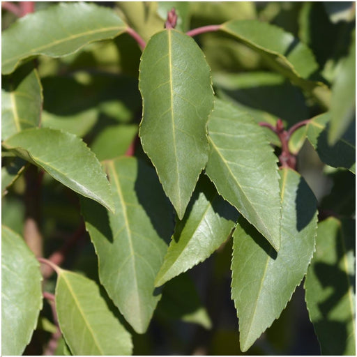 Prunus Lusitanica 'Angustifolia' - Sæt Med 6 Stk