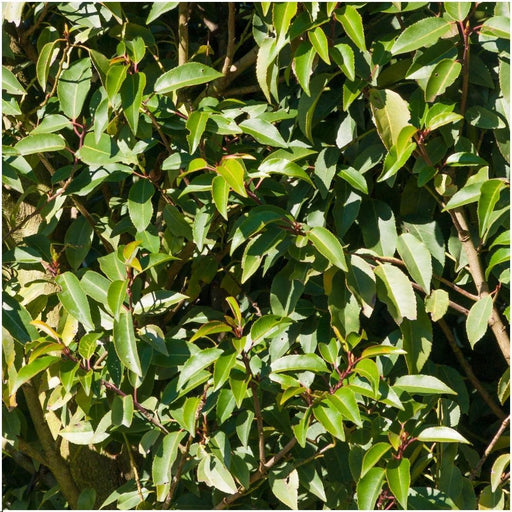 Prunus Lusitanica 'Angustifolia' - Sæt Med 6 Stk