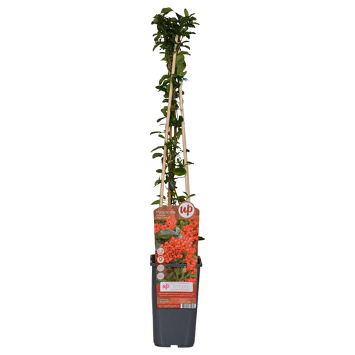 Pyracantha Coccinea 'Red Column' - Sæt Med 3
