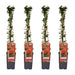 Pyracantha Coccinea 'Red Column' - Sæt Med 4