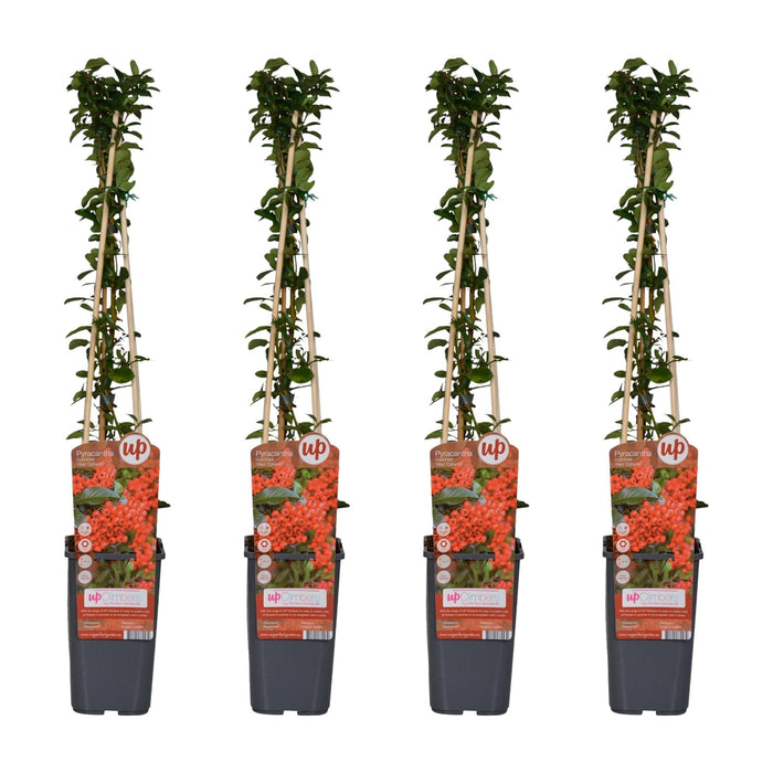 Pyracantha Coccinea 'Red Column' - Sæt Med 4
