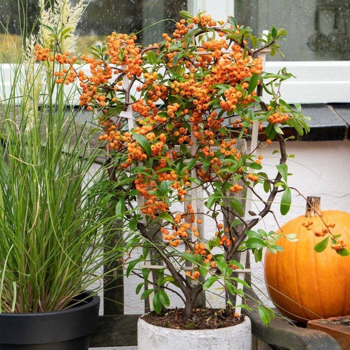 Pyracantha Coccinea Orange Star