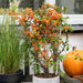 Pyracantha Coccinea Orange Star