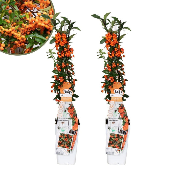 Pyracantha Coccinea Orange Star