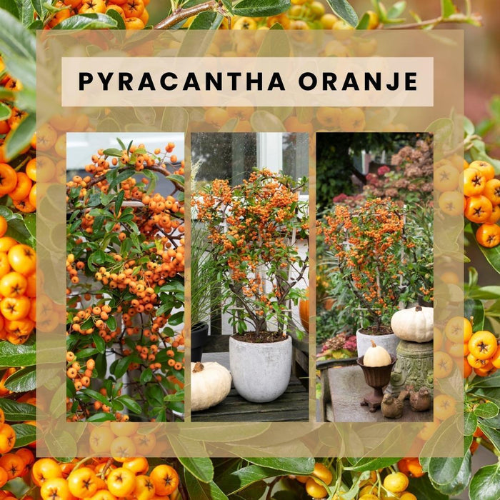 Pyracantha Coccinea Orange Star