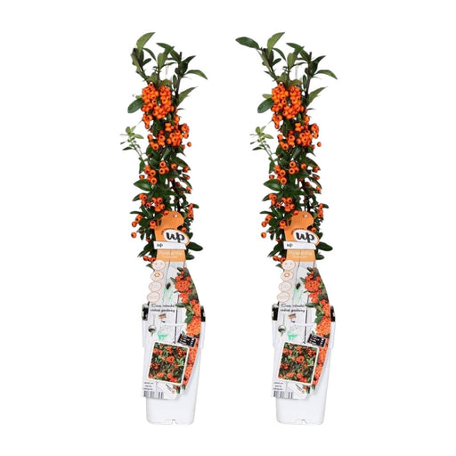 Pyracantha Coccinea Orange Star