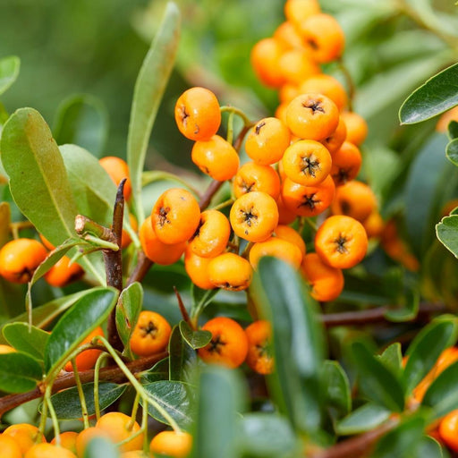 Pyracantha Coccinea Sunny Star - Sæt Med 2