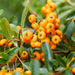 Pyracantha Coccinea Sunny Star - Sæt Med 2