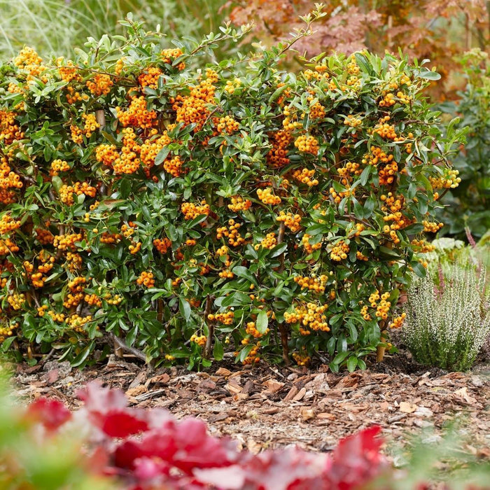 Pyracantha Coccinea Sunny Star - Sæt Med 2