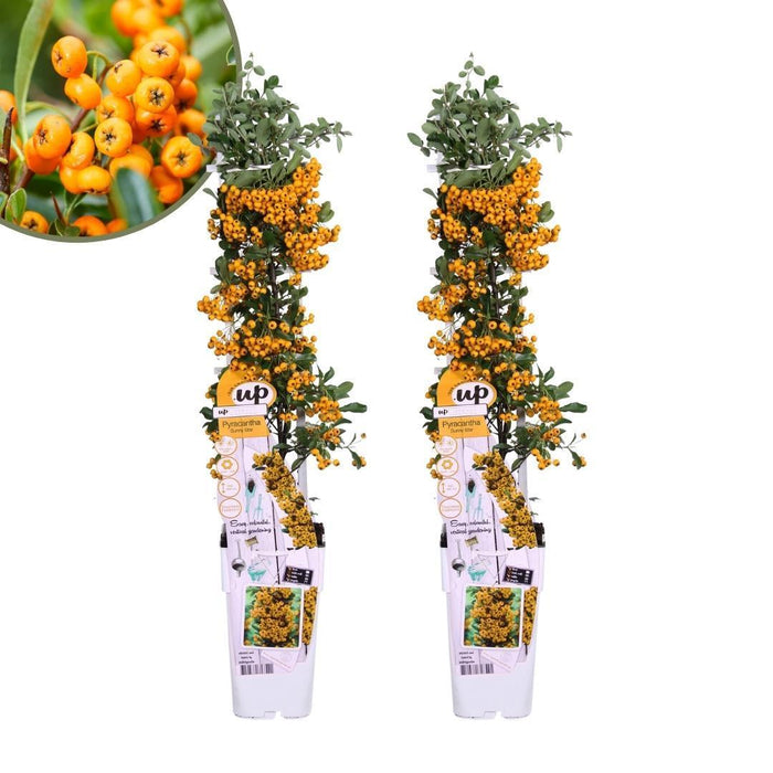 Pyracantha Coccinea Sunny Star - Sæt Med 2