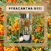 Pyracantha Coccinea Sunny Star - Sæt Med 2