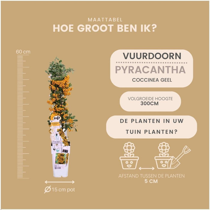 Pyracantha Coccinea Sunny Star - Sæt Med 2